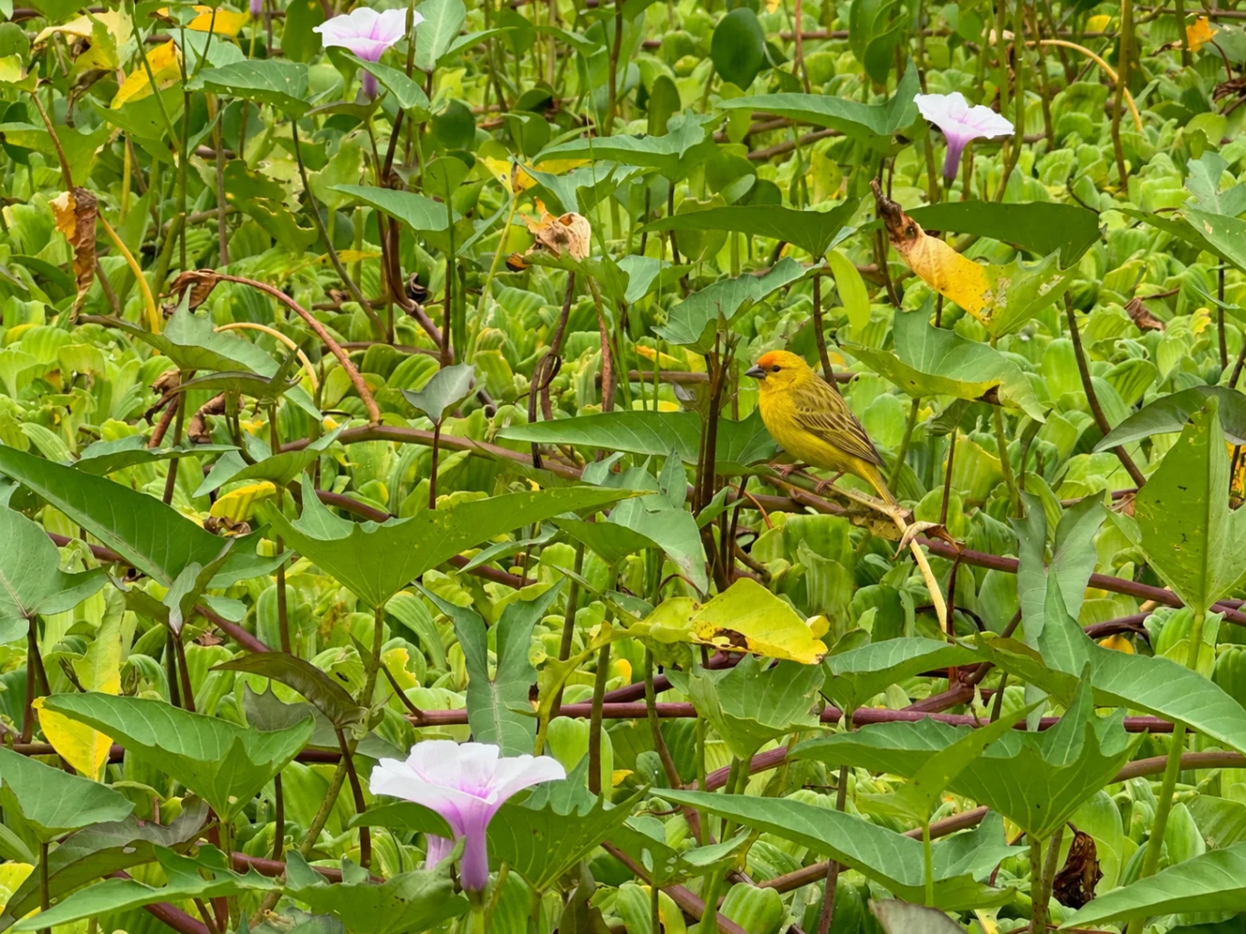 Isal Pucallpa Amazon Rainforest 2024 vast green life with pink flowers in bloom and Saffron Finch hiding in plain sight. Credit: Celena Brown Amazon River 2024